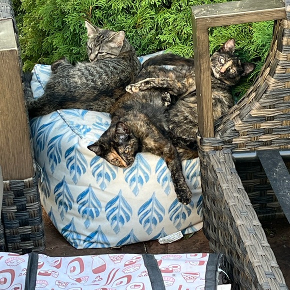 Meet your Posher, CJ - Picture 13 of 15